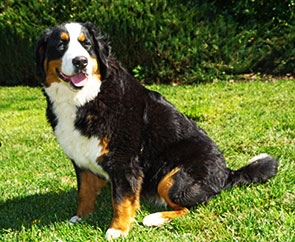 Abe Bernese Mountain Dogs Bernese Dog Puppy Breeder in California puppies