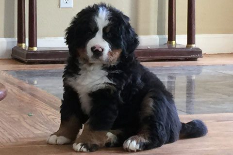 Puppy Rhapsody Bernese Mountain Dogs Bernese Dog Puppy Breeder in California puppies